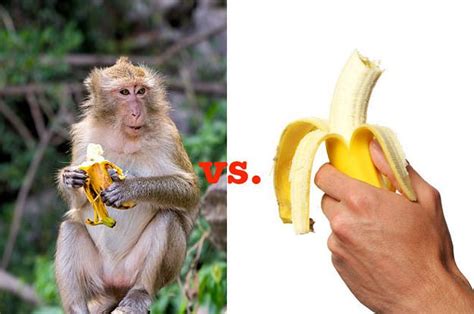 Heres How Monkey Peel Bananas And Why You Shouldnt Do It That Way