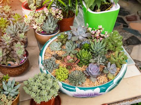 15 Dish Garden Plants For Unique Arrangements Bob Vila