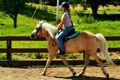 Equestrian Adventure Immerse Yourself In Horseback Riding At Greenville Craigslist Farm