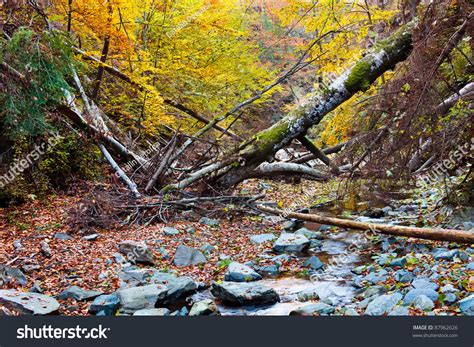Landscape Fallen Trees Creek Autumn Stock Photo 87962626 Shutterstock