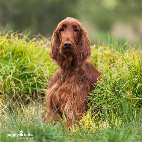 Irish Setter Remy ~ Available For Adoption Puppy Tales