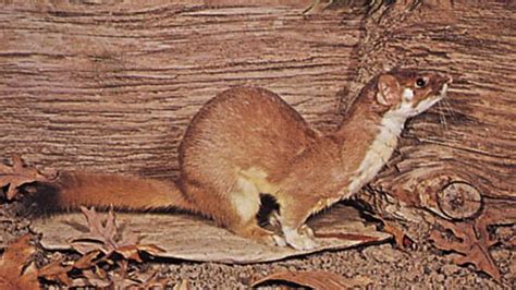 Long Tailed Weasel Mammal Britannica