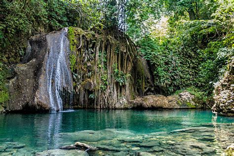 Best Temperate Rainforest Rainforest Waterfall Tropical Climate Stock