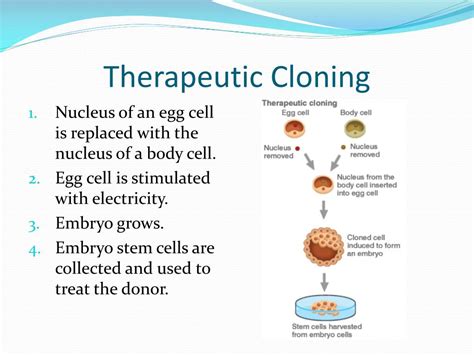 Ppt Human Cloning Powerpoint Presentation Free Download Id2400108