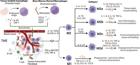 The Roles And Targeting Of Tumor Associated Macrophages