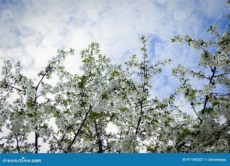 Spring Sun Blue Sky The Tree Bloomed Stock Image Image Of Color