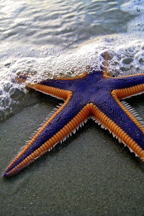 19 Bizarre And Beautiful Starfish Species Beautiful Sea Creatures
