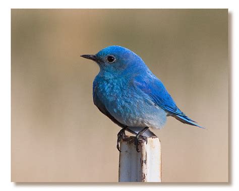 Bicoastally The Bluebird