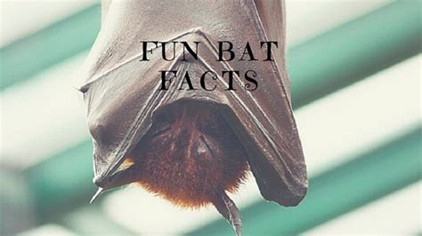 Fun Bat Facts