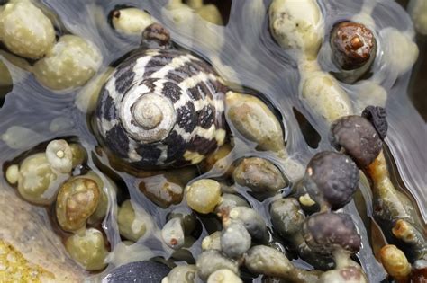 Salty Snail Marineexplorer Marine Sea Life Molluscs