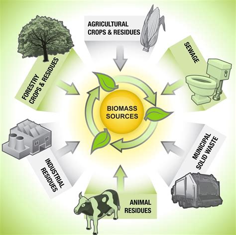 Types Of Biomass Bioenergy Consult
