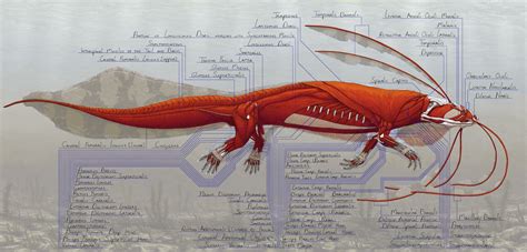 Artstation Fantastical Salamander Anatomical Study Jordi Van Hees