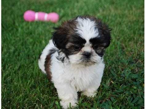 Shih tzu are alert and lively, but tend to be relatively quiet and will seldom bark unless they have been trained into it purposefully or as an accidental bad habit. baby Shih tzu puppies available - Animals - Austin - Texas - announcement-36345