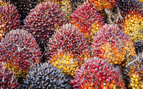 Berikut adalah tips agar tanaman mangga bisa berbuah lebat. 7 Cara Memelihara Kelapa Sawit agar Berbuah Banyak | PT Anugerah Sarana Hayati