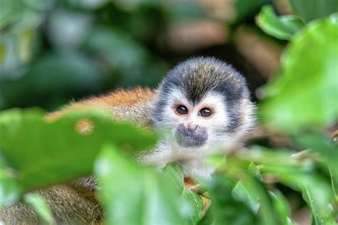Central American Squirrel Monkey Saimiri Oerstedii Quepos Costa Rica