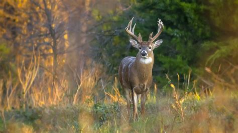 Forest Animal Wallpaper (60+ images)