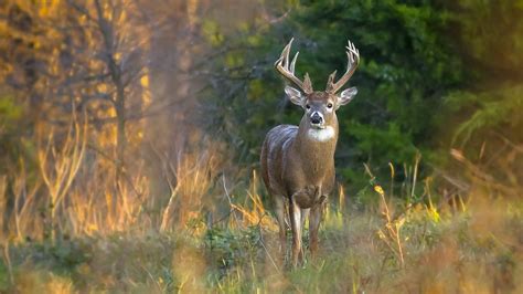 Wild Deer Pictures Wallpaper 54 Images