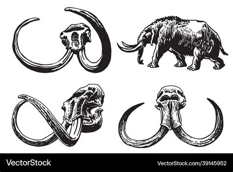 Graphical Skulls Of Mammoth Royalty Free Vector Image