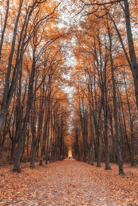 Alley In The Autumn Forest Golden Season Of Nature Stock Image Image