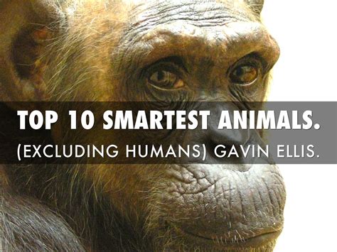 Top 10 Smartest Animals By Gavin Ellis