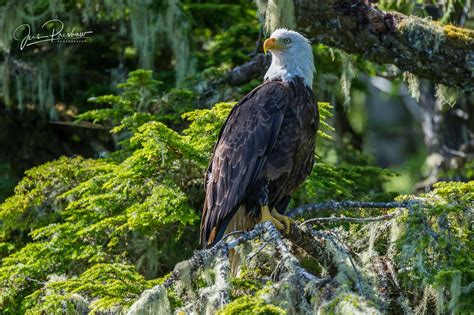 Bald Eagle And Moss Covered Branch Vancouver Island British Columbia