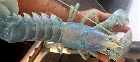 Rare Ghost Lobster Caught In Maine