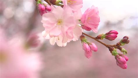Sakura Spring Flowers Spring Blossom Background