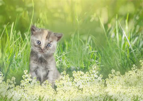 Kitten Sitting In Grass Cat In The Summer Garden Stock Photo Image