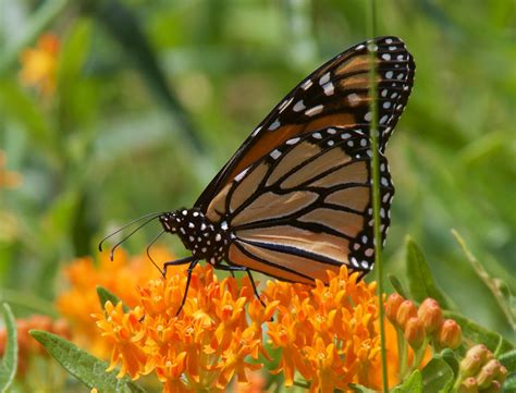 New Monarch Grant To Boost Milkweed Butterflies At Twi Restoration