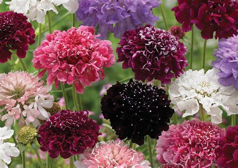 Scabiosa Imperial Mix The Seedbox Shop Flower And Veg Seed