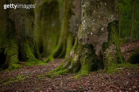 Mystical Woods Natural Green Moss On The Old Oak Tree Roots Natural