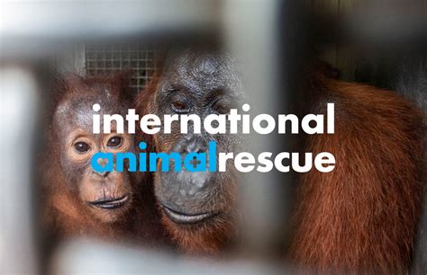 International Animal Rescue Rojhat Baykal