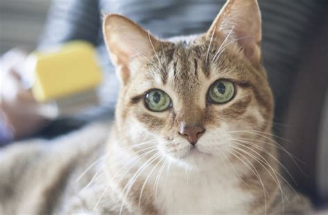 7 Tips For Treating Cat Eye Infections Petmd