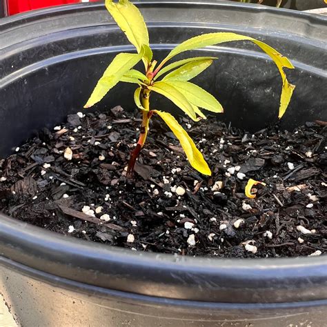Ive Been Growing This Little Nectarine Seedling For A Few Months Its