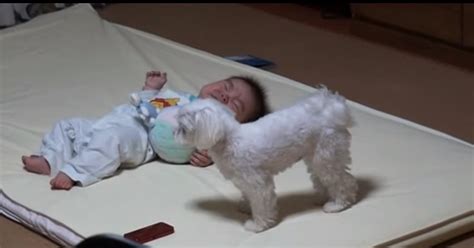 If your newborn puppy is crying a lot, it may be a sign of the lack. Look Very Closely At What This Dog Does When Positioned In ...