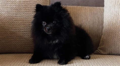 Black Pomeranians History Genetics Pictures And More