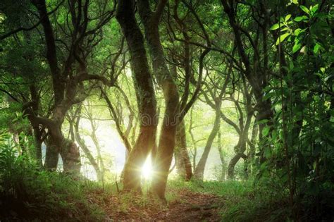 Laurel Forest Sunlight Madeira Stock Photo Image Of Fantasy Mystery