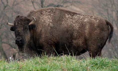 Its Bison Not Buffalo And Other American Bison Facts Smithsonians