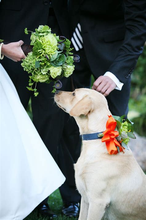 Wedding Details Dog Ring Bearer Collar Elizabeth Anne