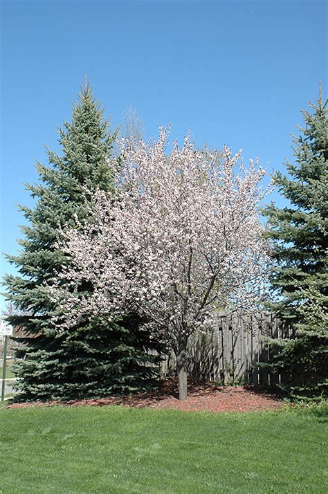 Newport Plum Prunus Cerasifera Newport In Edmonton St Albert
