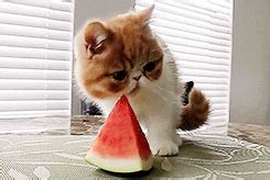 Though cat owners know they might nosh on watermelon slices, coconut flakes, or pineapple chunks. Funny GIF - Find & Share on GIPHY