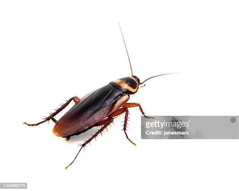 Roach Photos And Premium High Res Pictures Getty Images