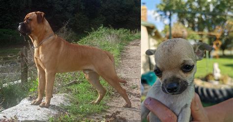 Chihuahua Vs Bullmastiff Breed Comparison Petzlover