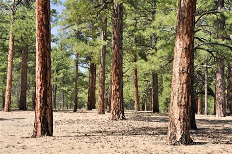 Identifying Pine Trees Different Pine Trees You Can Grow In The Landscape