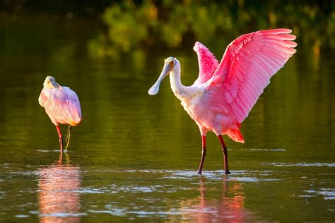 Stunning Photos Of Naturally Pink Animals Readers Digest