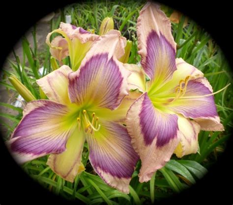 Exotic Starfish Sold Out Northern Lights Daylilies