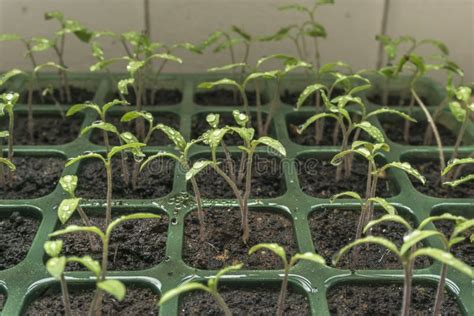 Het Zaaien Met Jonge Zaailingen Van Tomaten Het Ontkiemen Stock