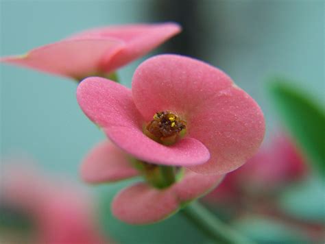 Macro Flower Free Photo Download Freeimages