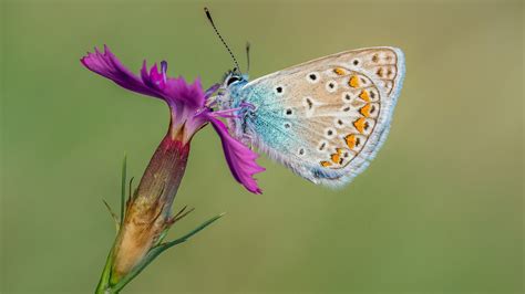 Butterfly With Blue Brown And Yellow Color Is Standing On
