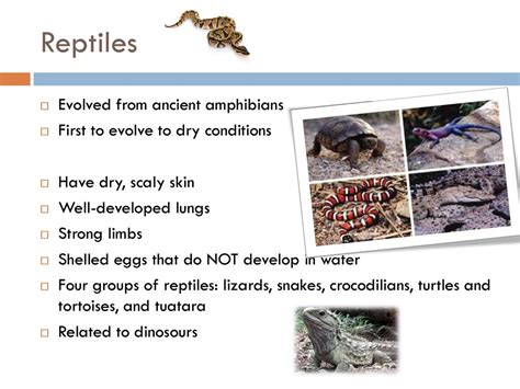 Animal Evolution & Diversity - ppt download